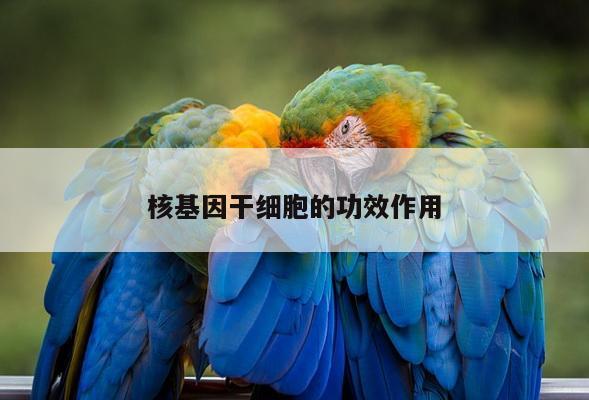 核基因干细胞的功效作用