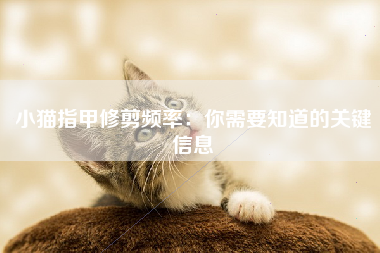 小猫指甲修剪频率：你需要知道的关键信息