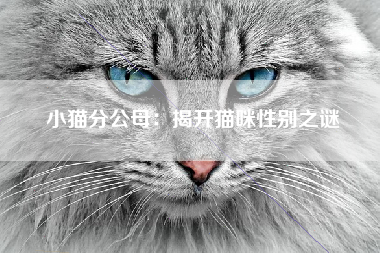 小猫分公母：揭开猫咪性别之谜