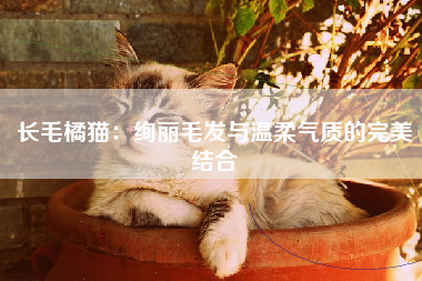 长毛橘猫：绚丽毛发与温柔气质的完美结合