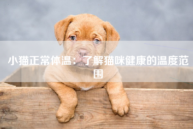 小猫正常体温：了解猫咪健康的温度范围