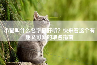 小猫叫什么名字最好听？快来看这个有趣又可爱的取名指南