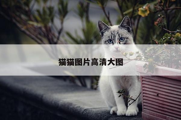 猫猫图片高清大图